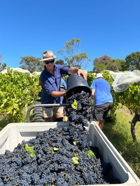 A vineyard worker pouring freshly harvested grapes into a large container on a sunny day, with rows of grapevines in the background.